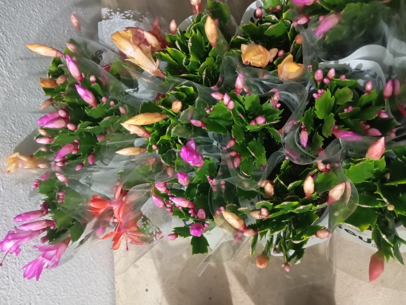 İthal yılbaşı çiçeği 