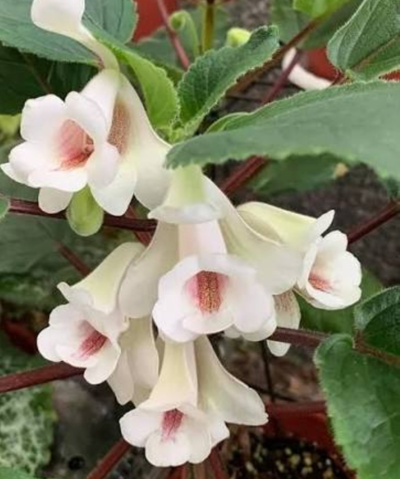 Sınıngıya çiçegı