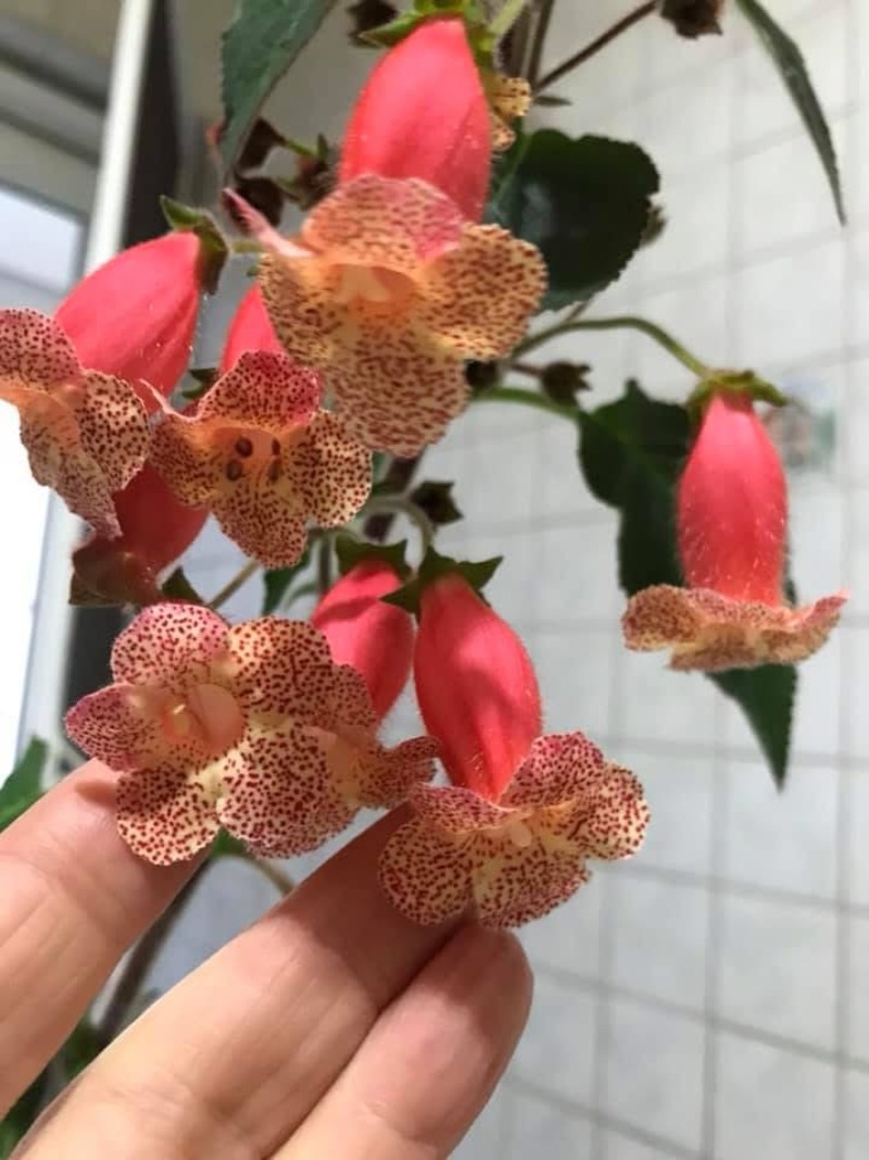 Kohleria Peach queen 