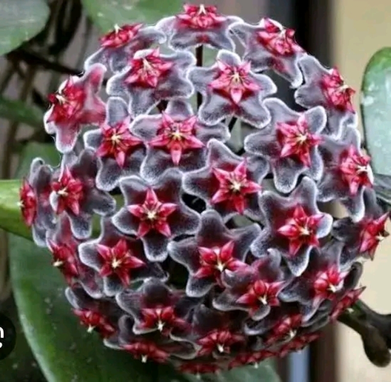 Hoya Mum Çiçeği 