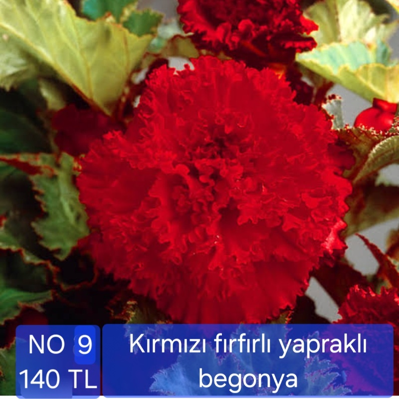 Gül Begonya cicegi yumrusu