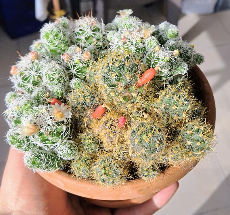 Kaktüs aranjman mammilaria prolifera - 