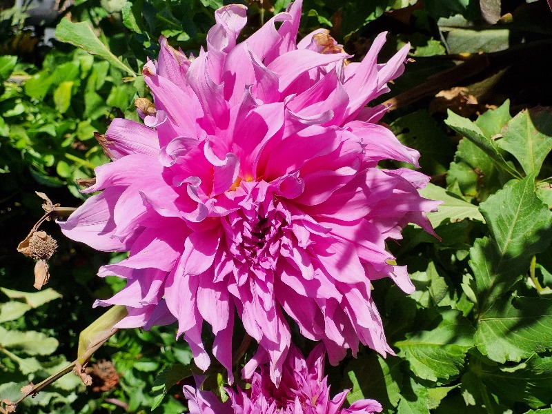 Dahlia yıldız çiçeği