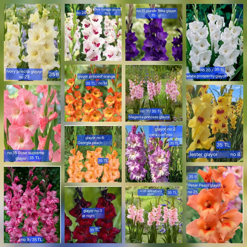 Glayor cicegi sogani