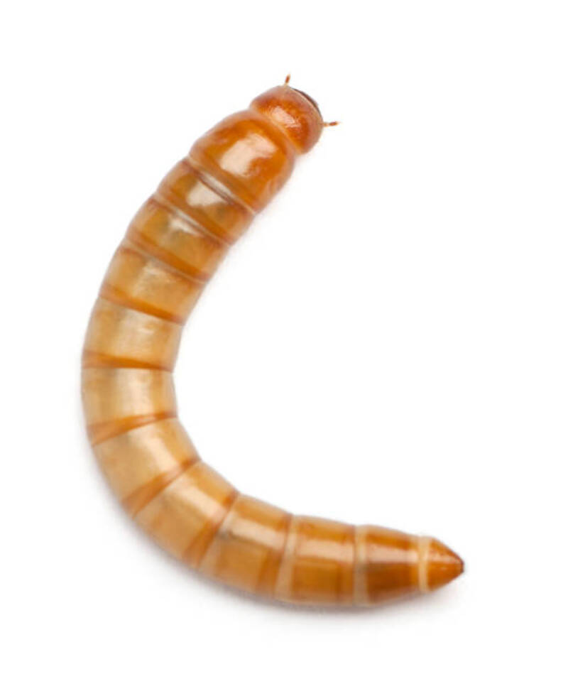 Un kurdu