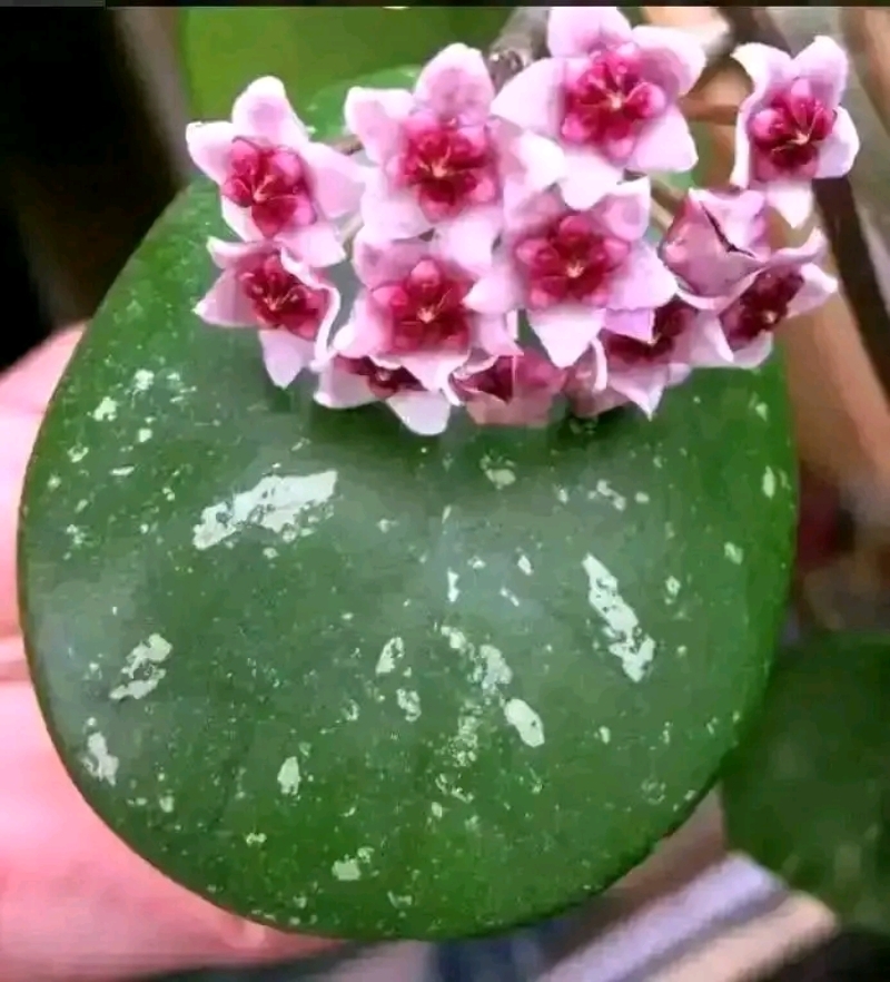 Hoya Mum Çiçeği Fidesi 