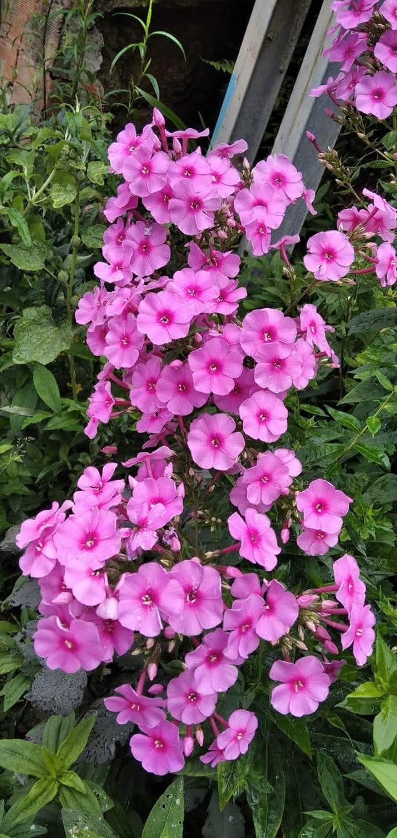 Floks alev çiççeği