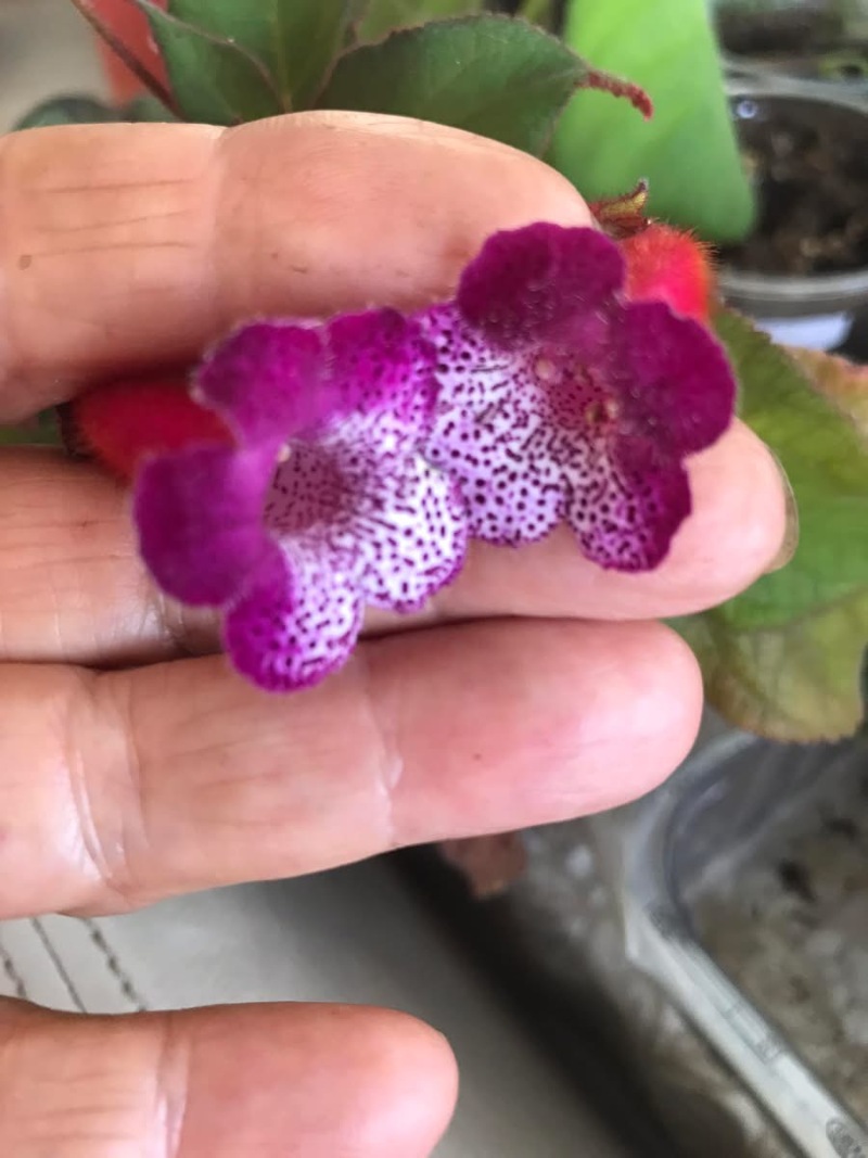 Kohleria CV 7